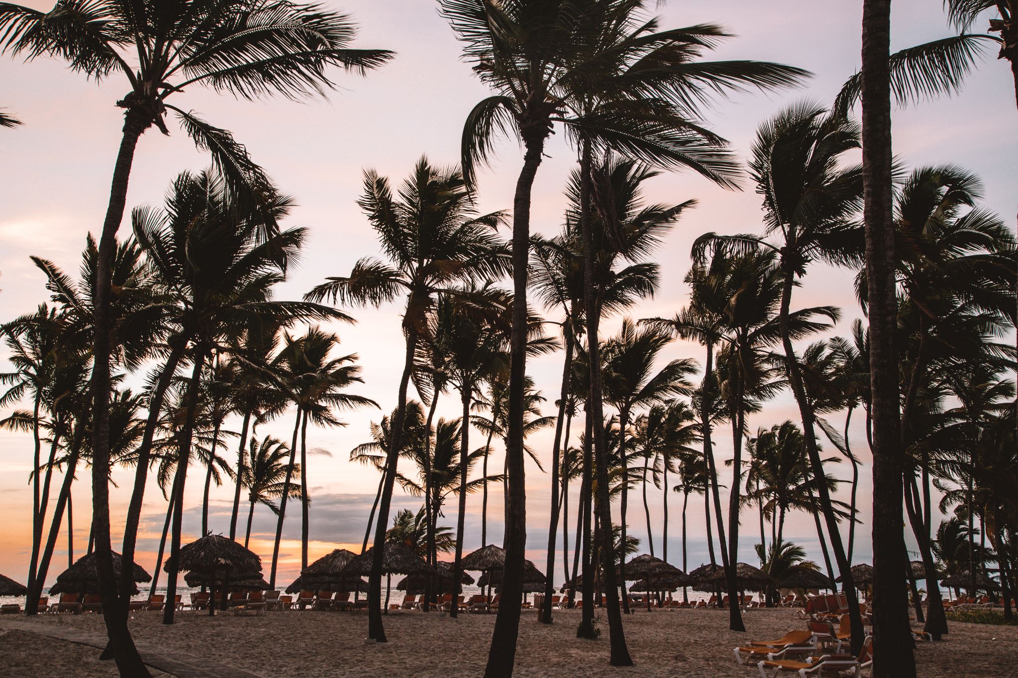 Palm trees silhouetted against a stunning Punta Cana sunset on a serene beach.